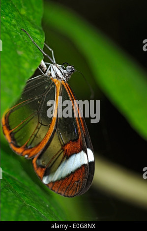 Vertikale Bild von Glasswinged Schmetterling, Greta Oto, ruht auf einem grünen Blatt. Stockfoto