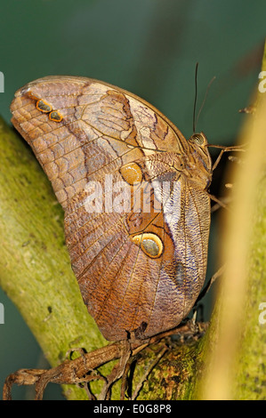 Vertikale Bild des Automedon Riesen Eule Schmetterling, Eryphanis Polyxena, thront auf einem Ast. Stockfoto