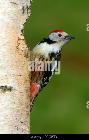 Mittelspecht (Dendrocopos Medius, Picoides Medius) Middle spotted Woodpecker • Ostalbkreis, Baden-Württemberg, Deutschland Stockfoto