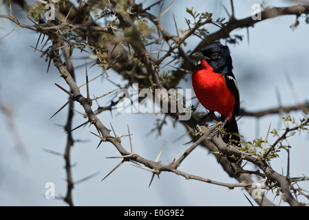 Crimson-breasted Shrike (Lanarius Atrococcineus) thront auf einem Zweig, Polokwane Wildreservat, Limpopo, Stockfoto