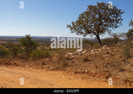 Blick über Polokwane Wildreservat, Limpopo, Südafrika Stockfoto