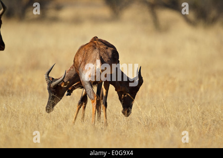 Unter der Leitung von zwei gemeinsamen Kudus (Damaliscus Lunatus SSP Lunatus), Polokwane Wildreservat, Limpopo, Stockfoto