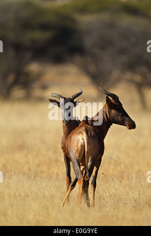 Gemeinsamen Kudus (Damaliscus Lunatus SSP Lunatus), Polokwane Wildreservat, Limpopo, Stockfoto