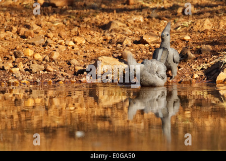 Go-away-Bird (Corythaixoides Concolor) zwei Trinkwasser Grau. Polokwane Wildreservat, Limpopo, Stockfoto