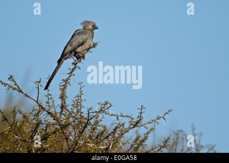 Graue Go-away-Bird (Corythaixoides Concolor) thront in einer Baumkrone. Polokwane Wildreservat, Limpopo, Stockfoto