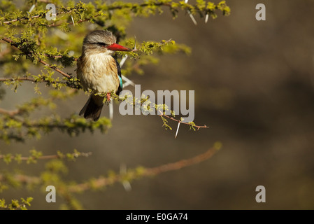 Braun mit Kapuze Kingfisher (Halcyon Albiventris SSP. Vociferans) thront auf einem Baum. Polokwane Wildreservat, Limpopo, Stockfoto