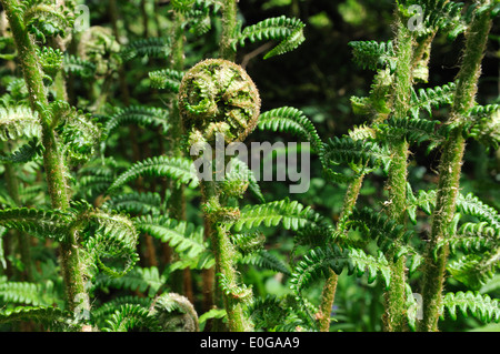 Farn im Frühjahr unfurling Stockfoto