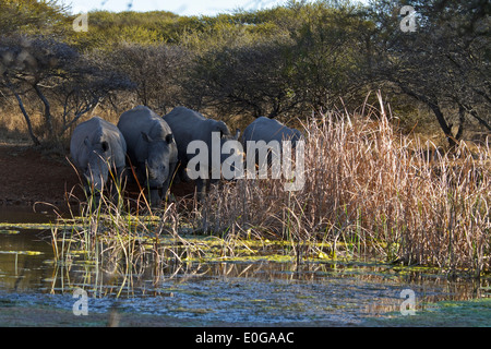 Vier weiße Nashörner an einer Wasserstelle zu trinken, Polokwane Wildreservat, Limpopo, Stockfoto