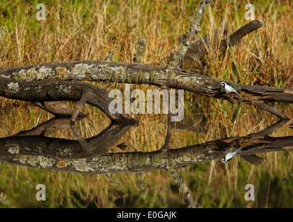 Afrikanische Pied Bachstelze (Motacilla Aguimp) mit Spiegelung im Wasser, Limpopo Provinz, Südafrika Stockfoto