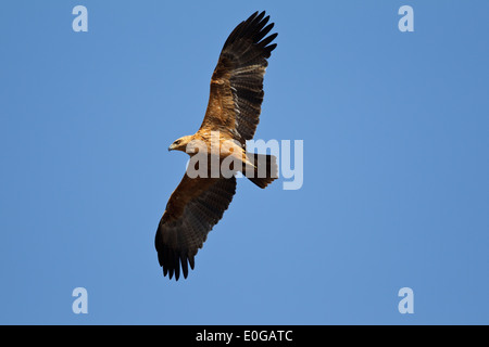 Tawny Adler (Aquila Rapax) im Flug, Krüger Nationalpark in Südafrika Stockfoto