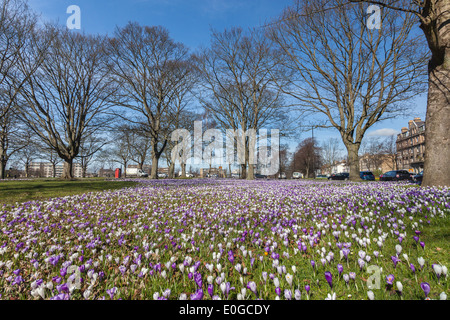 Ein Teppich aus Krokusse in Harrogate Town Centre Stockfoto