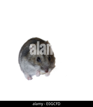 auf weißem Hintergrund essen Getreide hamster Stockfoto