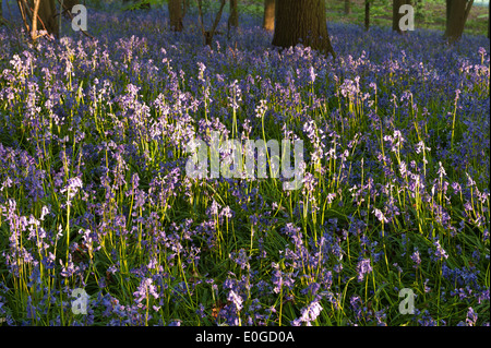 Dawn und Frühling Sonnenschein glitzert Leben in einem alten Kastanien Buche Waldgebiet mit einem Waldboden Glockenblumen Stockfoto