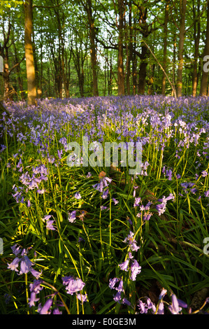 Dawn und Frühling Sonnenschein glitzert Leben in einem alten Kastanien Buche Waldgebiet mit einem Waldboden Glockenblumen Stockfoto