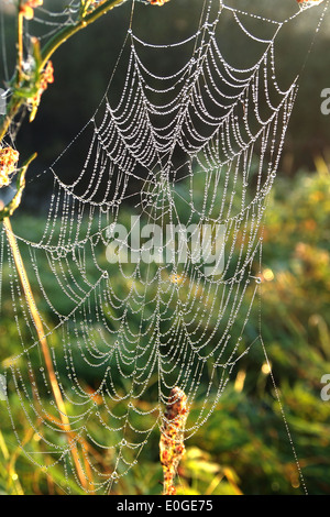 Cobweb mit Tau auf Pflanzen Hintergrund Stockfoto