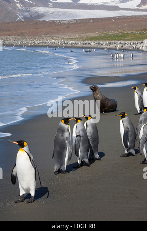 Königspinguine am Strand, Aptenodytes Patagonicus und Seebär, Arctocephalus Gazella, St. Andrews Bay, Süd-Georgien, Subanta Stockfoto