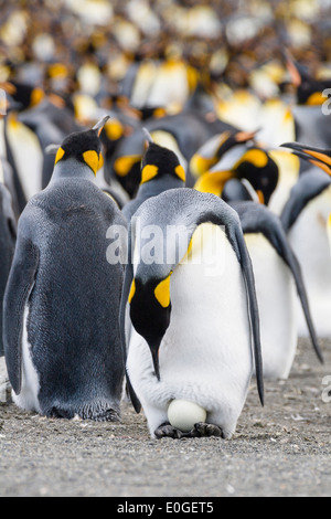Königspinguin mit Ei in der Kolonie, Aptenodytes Patagonicus, Kolonie, Gold Harbour, Südgeorgien, Antarktis Stockfoto