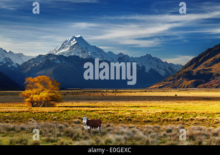 Ackerland mit weidenden Kühen und Mount Cook auf Hintergrund, Canterbury, Neuseeland Stockfoto