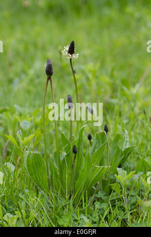 Spitzwegerich Spitzwegerich (Plantago Lanceolata) Stockfoto