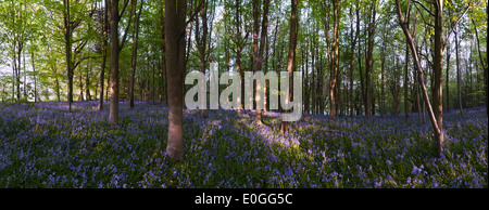 Dawn und Frühling Sonnenschein glitzert Leben in einem alten Kastanien Buche Waldgebiet mit einem Waldboden Glockenblumen Stockfoto