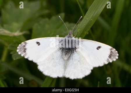 weibliche Orange-Tip (Anthocharis Cardamines) Stockfoto