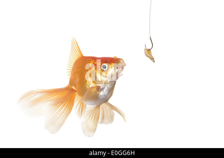 Gold-Fisch und Wurm auf weißem Hintergrund Stockfoto