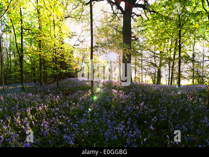 Dawn und Frühling Sonnenschein glitzert Leben in einem alten Kastanien Buche Waldgebiet mit einem Waldboden Glockenblumen Stockfoto