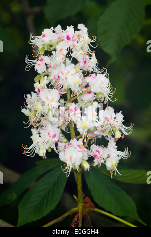 Rosskastanie (Aesculus Hippocastanum) Stockfoto