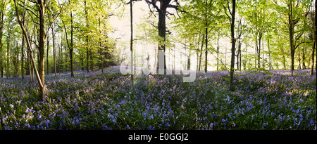 Dawn und Frühling Sonnenschein glitzert Leben in einem alten Kastanien Buche Waldgebiet mit einem Waldboden Glockenblumen Stockfoto