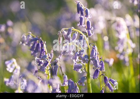 Dawn und Frühling Sonnenschein glitzert Leben in einem alten Kastanien Buche Waldgebiet mit einem Waldboden Glockenblumen Stockfoto