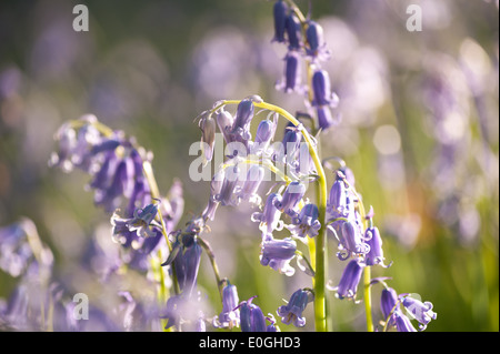 Dawn und Frühling Sonnenschein glitzert Leben in einem alten Kastanien Buche Waldgebiet mit einem Waldboden Glockenblumen Stockfoto