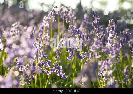 Dawn und Frühling Sonnenschein glitzert Leben in einem alten Kastanien Buche Waldgebiet mit einem Waldboden Glockenblumen Stockfoto