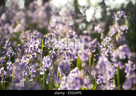 Dawn und Frühling Sonnenschein glitzert Leben in einem alten Kastanien Buche Waldgebiet mit einem Waldboden Glockenblumen Stockfoto