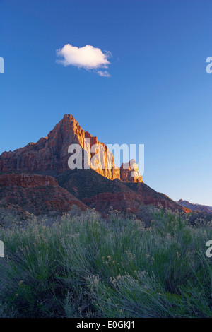 Abendsonne auf den Wächter, Zion Nationalpark, Utah, USA, Amerika Stockfoto