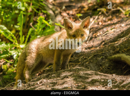 Red Fox Cub urban Stockfoto