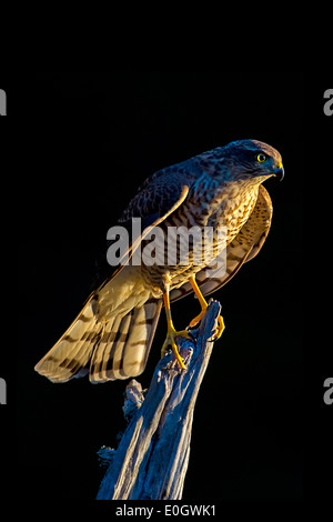 Sperber, Eurasian Sparrowhawk Accipiter Risus, vom südlichen Norwegen., Sperber Stockfoto
