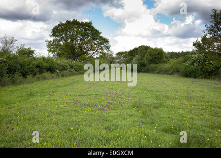 Orchis Morio / Anacamptis Morio. Grünen geflügelten Orchideen im Naturschutzgebiet Bernwood Wiesen in der englischen Landschaft Stockfoto