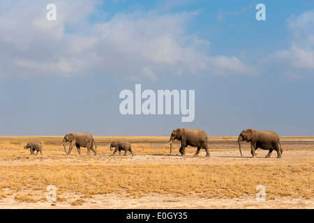 Afrikanische Elefanten im Amboseli National Park, Kenia., afrikanische Elefanten im Amboseli-Nationalpark Stockfoto