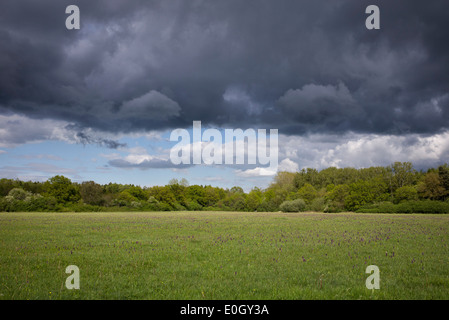 Orchis morio/Anacamptis morio. Green winged Orchideen in Bernwood wiesen Naturschutzgebiet in der englischen Landschaft mit dunklen Regenwolken. Großbritannien Stockfoto