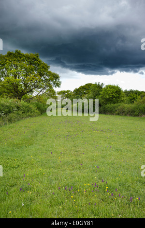 Orchis morio/Anacamptis morio. Green winged Orchideen in Bernwood wiesen Naturschutzgebiet in der englischen Landschaft mit dunklen Regenwolken. Großbritannien Stockfoto