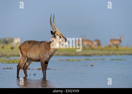 Wasserbock auf Lake Naivasha, Kenia., Wasserbock am Lake Naivasha Stockfoto