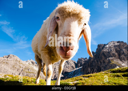 Schafe auf einer Almwiese in die Lienzer Dolomiten, Osttirol, Tirol, Österreich Stockfoto