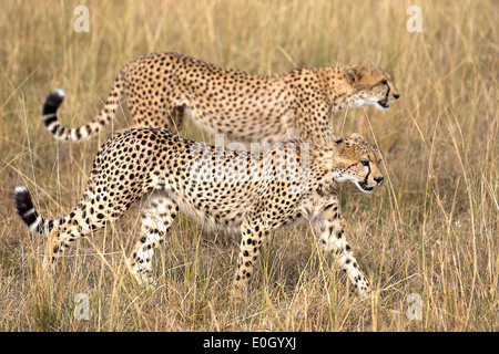 Zwei jungen Geparden in Masai Mara, Kenia. Stockfoto