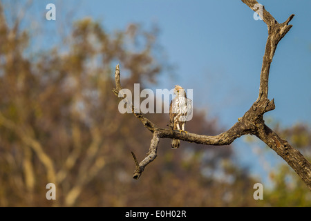 Veränderbare Hawk Adler thront auf einem Ast, an Jim Corbett Nationalpark, Indien. Stockfoto