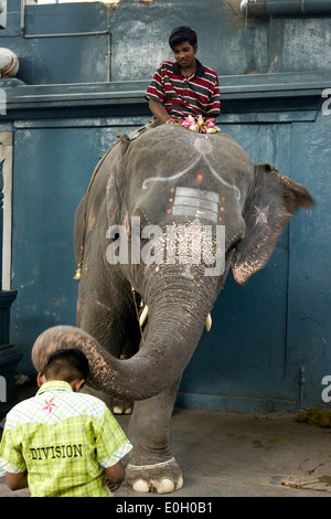 Indien, Pondicherry, Sri Manakula Vinayagar Tempel junge von Rüssel des Elefanten gesegnet Stockfoto