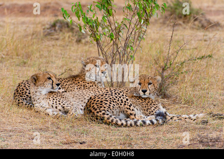 Drei Jugendliche Gepard Brüder ruht das kurze Gras der Savanne in Masai Mara, Kenia Stockfoto