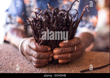 Mann mit Vanilleschoten, Madagaskar Stockfoto