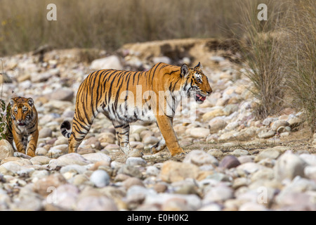 Bengalische Tigerin mit ihr junges Flussbett bei Jim Corbett Nationalpark, Indien [Panthera Tigris] Stockfoto