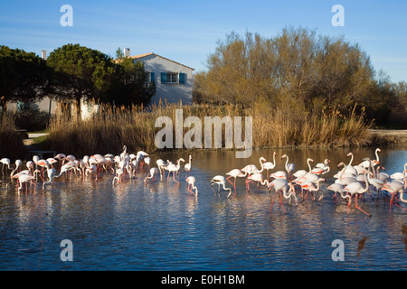 Größere Flamingo, Phoenicopterus Roseus, Camargue Zoo, Camargue, Frankreich Stockfoto