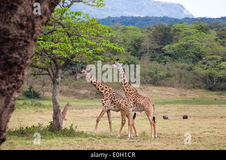 Zwei Massai-Giraffen, Giraffa Giraffe Arusha National Park, Tansania, Ostafrika, Afrika Stockfoto